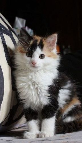 Long Hair Calico Cats, Gorgeous Cats, Cute Cats Photos, Pretty Animals, Cat Aesthetic, Funny Cute Cats, Cute Kittens, Pretty Cats