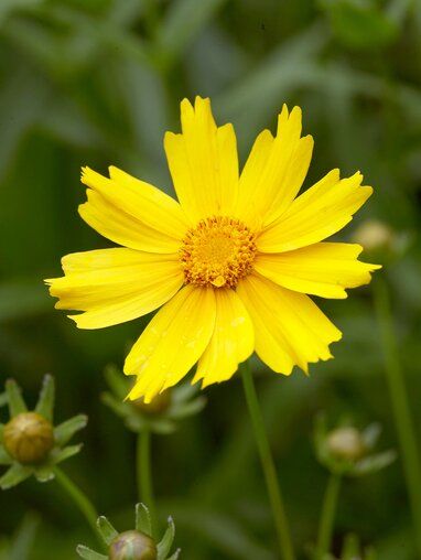 yellow-coreopsis-lanceolata-bloom-c4be604e Deer Resistant Perennials, Long Blooming Perennials, Grow Wildflowers, Most Popular Flowers, Best Perennials, Easy Care Plants, Have Inspiration, Perennial Garden, Fragrant Flowers