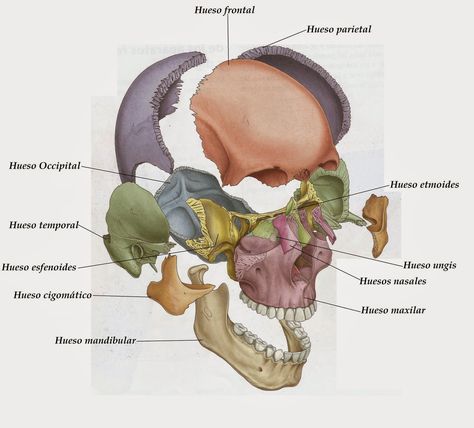 Studying Anatomy, Human Skeletal System, Human Skeleton Anatomy, Artistic Anatomy, Skull Anatomy, Anatomy Bones, Head Anatomy, Human Body Anatomy, Medicine Student