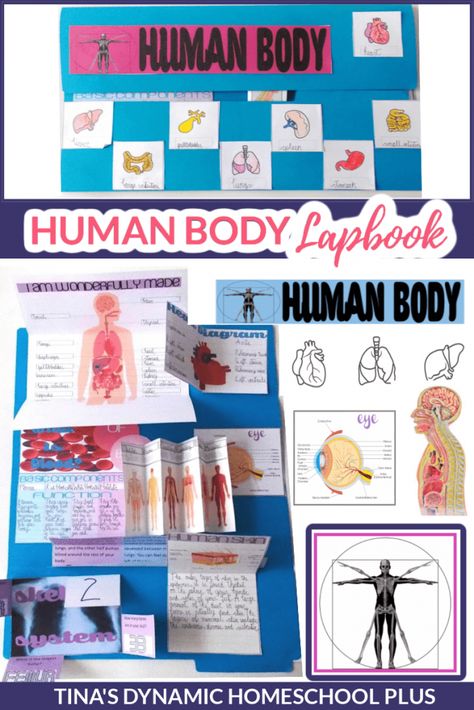 Human Body Lapbook, Human Body Homeschool, Human Body Crafts, Human Body Diagram, Human Body Unit Study, Homeschool Science Experiments, Human Body Projects, Free Human Body, Human Body Science