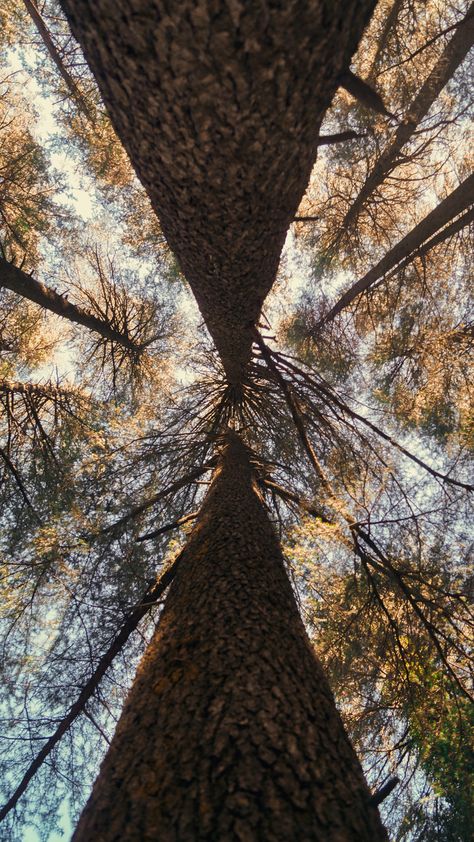 Dalhousie Photography, Silver Maple Tree, Reflection Mirror, Catalog Design Layout, Adventure Summer, Perspective View, Landscaping Trees, Sunset Beautiful, India Photography