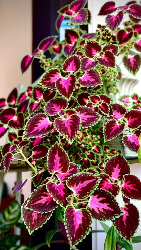 Coleus Black Dragon, Coleus Care, Coleus Seeds, Future Garden, Small Leaf, Black Dragon, Landscape Ideas, Grow Your Own, Flower Seeds