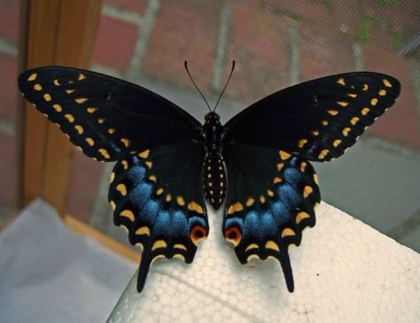 Black Swallowtail Butterfly Tattoo, Black Swallowtail Butterfly, Swallowtail Butterflies, Butterfly Migration, Black Swallowtail, Butterfly Photography, Beautiful Butterfly Pictures, Beautiful Butterfly Photography, Butterfly Species