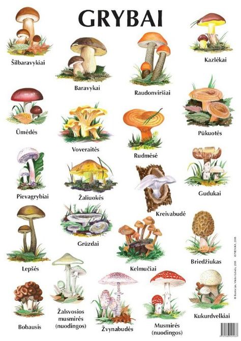 Know your mushrooms/grybai  (I like to look at mushrooms.  I don't like to eat them!) Lithuanian Ancestry, Different Types Of Mushrooms, Types Of Mushrooms, Lithuanian Recipes, Mushroom Identification, Mushroom Poster, Crystal Drawing, Mushroom Drawing, Edible Mushrooms