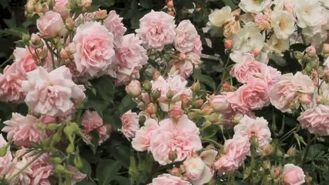 Rose Garden in Mottisfont Abbey, Hampshire. Mottisfont Abbey, Hampshire England, Roses Garden, Wild Girl, Flowers Gif, Dream Pop, Princess Aesthetic, Aesthetic Gif, Fan Fiction