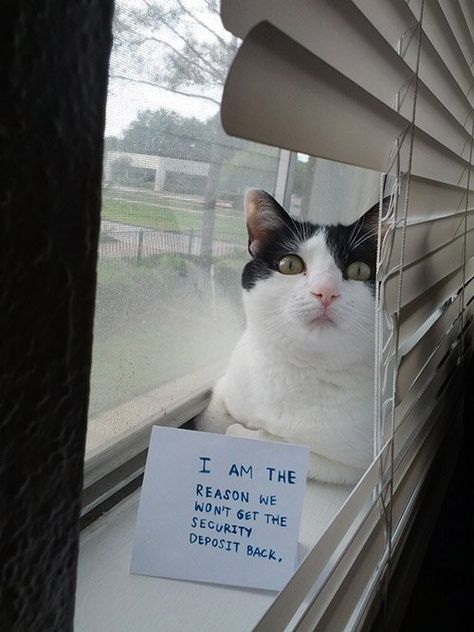 26 Naughty Cats Who Should Be Ashamed But Couldn't Care Less – InspireMore Laughing Pictures, Gatos Cool, Cat Shaming, Animal Shaming, Random Humor, Dog Shaming, Hilarious Photos, Funny Cats And Dogs, Funny Cat Memes