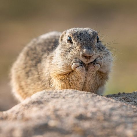 Ground Squirrel, Hunting Life, Prairie Dog, Cute Creatures, Animal Planet, 귀여운 동물, Funny Animal Videos, Beautiful Creatures