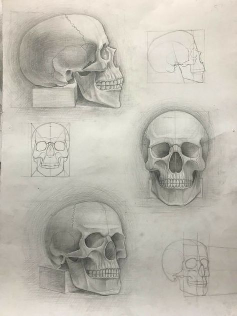 Human Skull Drawing, Pencil Drawing Pictures, Skull Reference, Skull Sketch, Skull Art Drawing, Art Painting Tools, Skulls Drawing, Animation Art Sketches, Human Anatomy Art