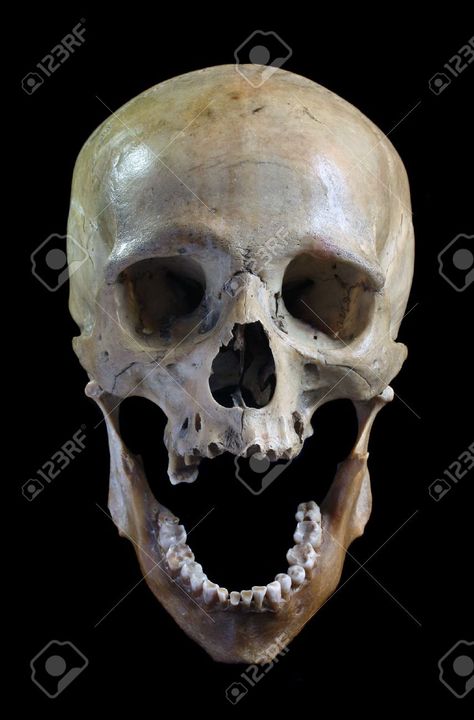 Skull Photography, Photography Stock Photos, Human Anatomy Reference, Fire Torch, Skull Anatomy, Skull Reference, Real Skull, Skeleton Art, Gesture Drawing