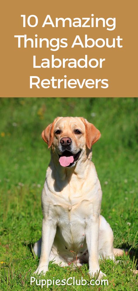 Cute Dogs Labrador, Labrador Retriever Puppy Training, Labrador Quotes, Labrador Retriever Quotes, Fit Labrador Retriever, Labrador Facts, Labrador Retriever Funny, Labrador Retriever Training, Yellow Labrador Puppy