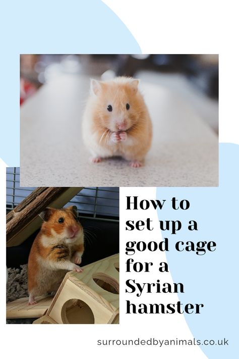 Teddy Bear Hamster Cage Ideas, Hamster Cage Setup, How To Take Care Of Hamsters, Hamster Care Checklist, What Do Hamsters Eat, Syrian Hamster Cage Setup, Hamster Proper Care, Bear Hamster, Bin Cages For Hamsters