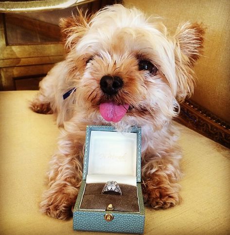 How to Propose With the Help of Your Dog Dogs And Engagement Rings, Dogs Proposal Ideas, Dog Proposal Ideas, Proposal Pictures With Dog, Proposals With Dogs, Proposal Ideas With Dogs, Proposal With Dog, Puppy Engagement Proposal, Dog Proposal