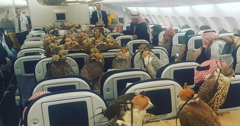 Someone Just Bought 80 Plane Seats For His 80 Falcons, And The Internet Is Freaking Out | Bored Panda Buying Plane Tickets, Plane Seats, Airplane Seats, Bizarre Photos, Airbus A330, Qatar Airways, Business Class, Air Travel, Jeddah