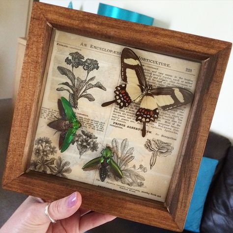 Framed Butterfly Taxidermy, Faux Insect Taxidermy, Bugs In Frames, Pinned Butterfly Art, Butterfly Specimen Art, Preserved Butterfly Art, Butterfly Display Ideas, Bug Taxidermy Art, Insect Taxidermy Art