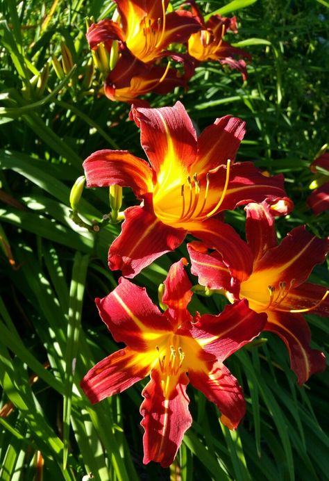 Daylillies Aesthetic, Daylily Aesthetic, Daylily Landscaping, Red Daylily, Red Day, Day Lilies, Favorite Flowers, Daylilies, Perfect Garden