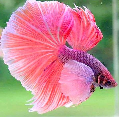 Full Moon Betta Fish, Tangerine Koi Betta, Betta Fish Tank 5 Gallon, Beautiful Beta Fish, Pretty Beta Fish, Betta Fish Colors, Pink Beta Fish, Betta Fish Photography, Pretty Fish Tank