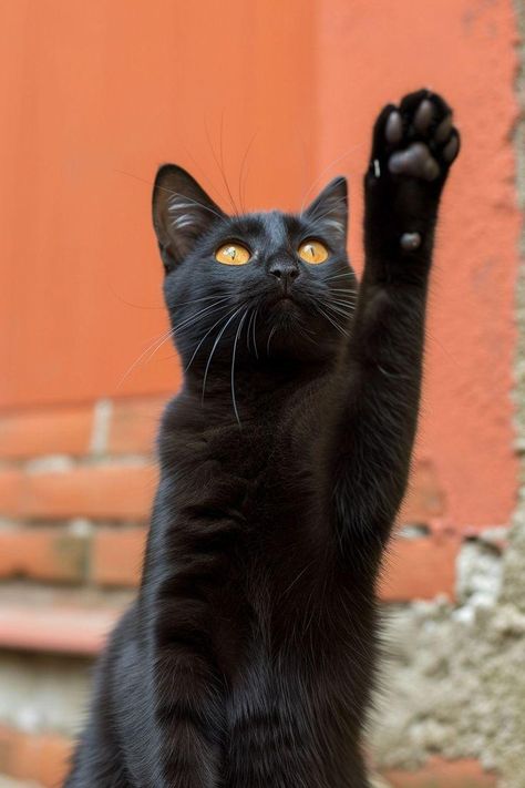 Black Cat In Sunlight, Black Cat Reference, Black Cat Orange Eyes, Black Cat With Orange Eyes, Black Cat Yellow Eyes, Black Cat Photo, Black Cat With Yellow Eyes, Black Cat Wallpaper, Black Cat Pictures