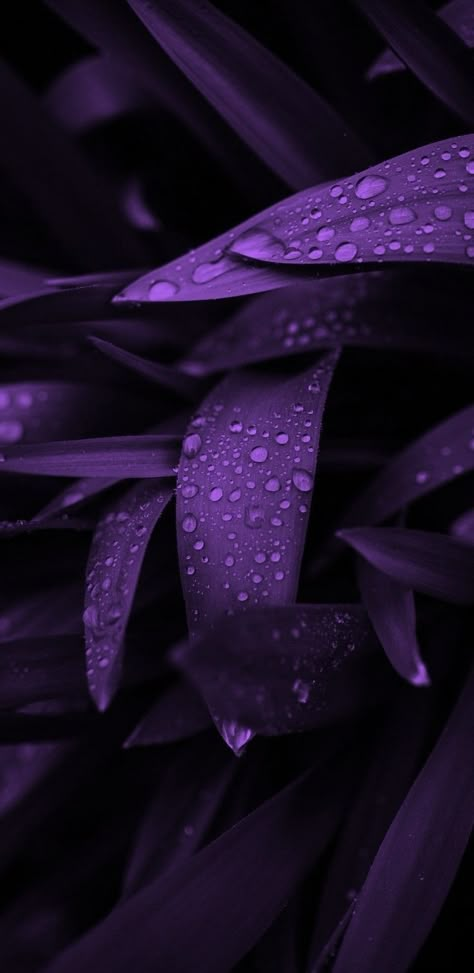 Plants Cute, Iphone Wallpaper Violet, Tree Wallpaper Iphone, Watercolor Wallpaper Iphone, Dark Purple Flowers, Dark Purple Wallpaper, Qhd Wallpaper, Purple Flowers Wallpaper, Purple Plants