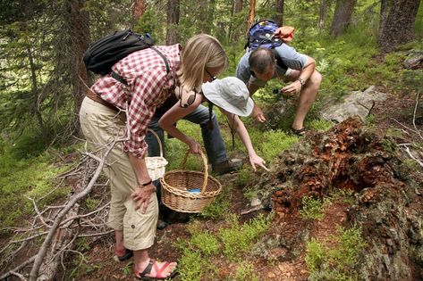 Hunting for Mushrooms in Colorado - The New York Times Mushroom Picking, Yellow Cups, Mushroom Hunting, Edible Mushrooms, Wild Edibles, Cooking Lessons, Fruit Garden, Into The Woods, Easter Egg Hunt