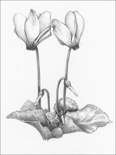 Cyclamen Tattoo, Coral Painting, Fungi Art, Flower Tattoo Drawings, Flower Tattoo Back, Star Illustration, Flower Tattoo Sleeve, Floral Drawing, Graphite Drawings