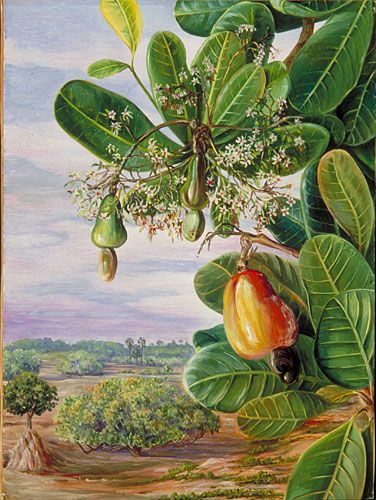 Tree Tomato, Marianne North, Gallery Painting, Royal Botanic Gardens, Arte Folk, Flowers And Fruit, Artist Prints, Victorian Paintings, Anti Oxidants