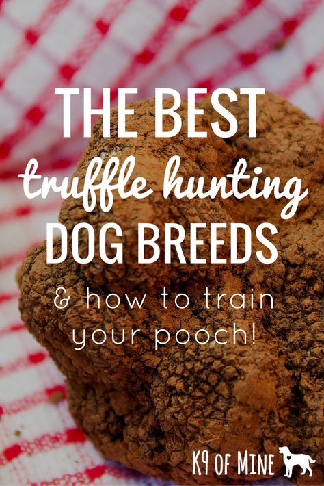 Dogs Hunting, Truffle Farming, Growing Truffles, Truffle Hunting Croatia, How To Train A Hunting Dog, Hunting Dogs Breeds, Growing Mushrooms At Home, Truffle Hunting, Easy Dog Treat Recipes