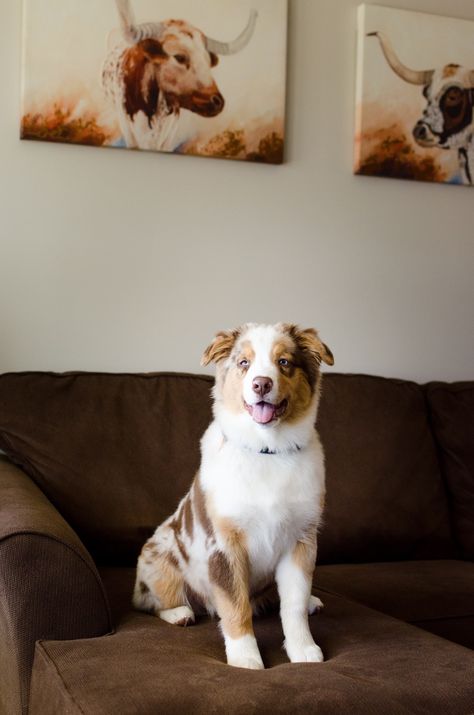 Red Merle Australian Shepherd puppy Red Merle Australian Shepherd Puppy, Red Merle Australian Shepherd, Merle Australian Shepherd, Australian Shepherd Puppy, Golden Retriever Mix, Aussie Puppies, Australian Shepherd Puppies, Aussie Dogs, Australian Shepherd Dogs