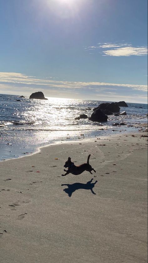 Aesthetic Sand, Aesthetic Puppy, Day Landscape, Shadow Aesthetic, Jumping Dog, Dog Jumping, Dog Running, Landscape Beach, Aesthetic Travel