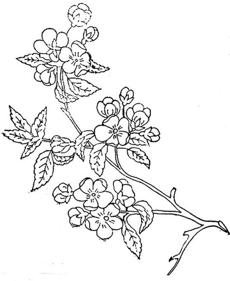 1886 Ingalls Apple Blossoms on Branch | Flickr - Photo Sharing! Blossom Embroidery, Flower Svg Files, Silk Ribbon Embroidery Patterns, Embroidery Hearts, Apple Blossoms, Pattern Coloring Pages, Flower Sketches, Art And Craft Design, Blossoms Art