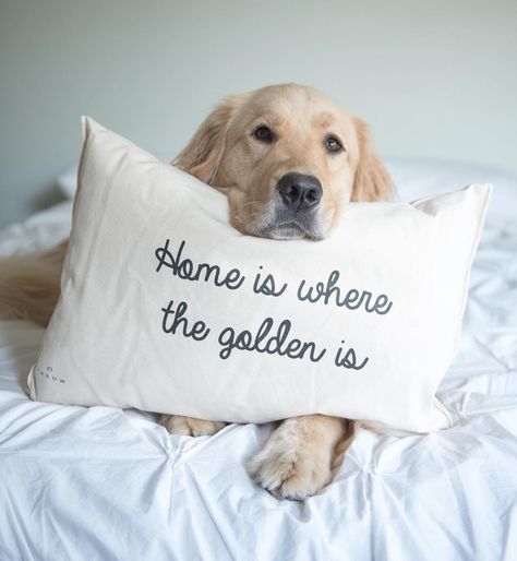 4,472 Likes, 367 Comments - SCOUT (@scoutgoldenretriever) on Instagram: “Update The winner of our giveaway is @j_piette Congratulations!! We're thrilled to be teaming up…” A Golden Retriever, Retriever Puppy, Golden Retrievers, Jolie Photo, Home Is Where, Dog Quotes, Funny Cartoon, 귀여운 동물, I Love Dogs