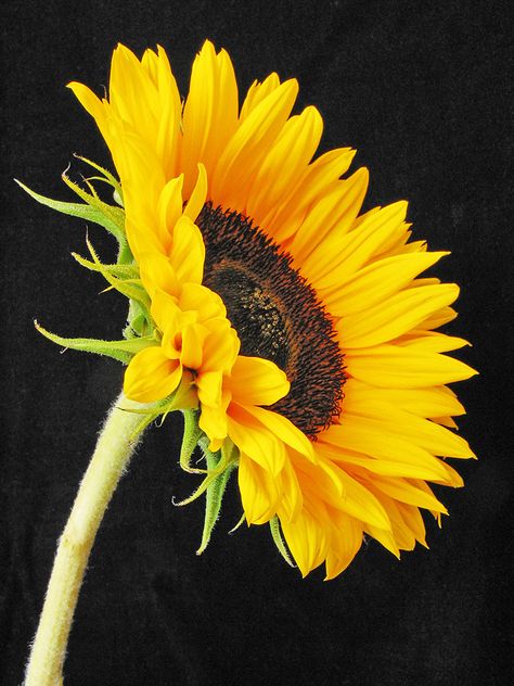 Sunflower | Side view of a self seeded sunflower in my garde… | Helen Fowler | Flickr Sunflower Side View, Sunflower Accessories, Music Poster Design, Hand Painted Vases, Sunflower Painting, Cellphone Wallpaper, My Garden, Side View, Music Poster