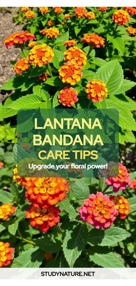 Lantana Bandana care What Color Compliments Red, Lantana Landscaping, Lantana Bush, Lantana Flower, Lantana Plant, Texas Plants, Texas Native Plants, Power Series, Flower Gardening