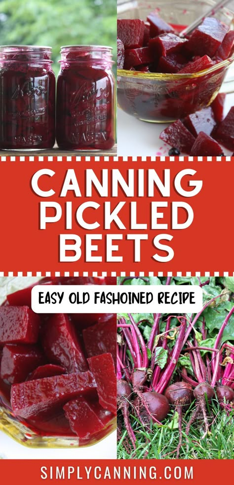 Pickled beets canning recipe! Seasoned with sweet and spicy goodness.  How to can the old fashioned recipe at #SimplyCanning #Pickling #PickleRecipes #Beets. https://www.simplycanning.com/pickled-beets/ Canned Beets Recipe, Refrigerator Pickled Beets, Canned Beets, Canned Pickled Beets, Canning Beets, Pickled Beets Recipe, Beets Recipe, Fresh Beets, Pickled Eggs