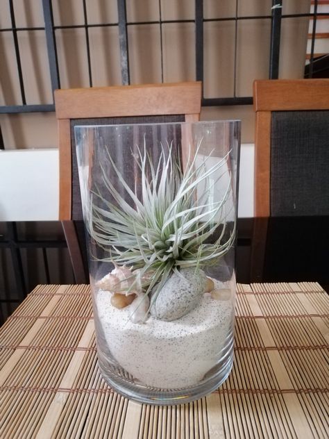 Airplant Centerpiece, Tillandsia Ideas, Air Plant Centerpiece, Air Plant Art, Tillandsia Display, Air Plant Garden, Plant Display Ideas, Air Plants Decor, Succulent Planter Diy