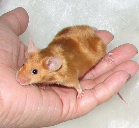 Red Aby buck Mice, Red Rat, Fancy Mouse, Dumbo Rat, Emotional Support Animal, Mouse Rat, Pet Mice, Cute Rats, Pets 3