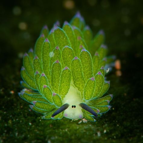 Australian Museum on Instagram: "Looking much like Shaun the Sheep’s cousin, this adorable creature is in fact a kind of sea slug. Known as Leaf Sheep (Costasiella kuroshimae), this species is widely distributed across the waters of Asia, including reefs off the coast of Japan, the Philippines and Indonesia. Amazingly, the Leaf Sheep has some photosynthetic abilities. As the seaslugs graze algae, they suck in the algae’s chloroplasts (a green photosynthetic organ) and store them within their Leaf Sheep Sea Slug, Sea Sheep, Silly Sea Creatures, Cool Sea Creatures, Leaf Sheep, Weird Sea Creatures, Sea Slugs, Sea Slug, Beautiful Sea Creatures