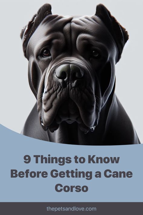 Discover the amazing Cane Corso! 🐾 Known for their loyalty, intelligence, and protective nature, these Italian Mastiffs are perfect family pets. Learn the essentials of training, grooming, and caring for these powerful yet gentle giants. Ideal for experienced dog owners. Ready to adopt? Read more now! Puppy Cane Corso, Cane Corso Aesthetic, Brindle Cane Corso, Blue Cane Corso, Black Cane Corso, Bull Mastiff Puppies, Cane Corso Italian Mastiff, Family Dogs Breeds, Cane Corso Mastiff