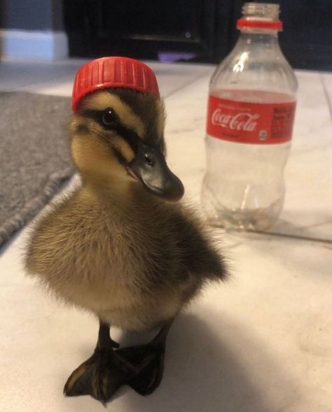 Animal Wallpaper Cute, Duck Memes, Cute Animal Character, Pet Duck, Duck Breeds, Duck Pictures, Duck Wallpaper, Duck Photo, Pet Ducks