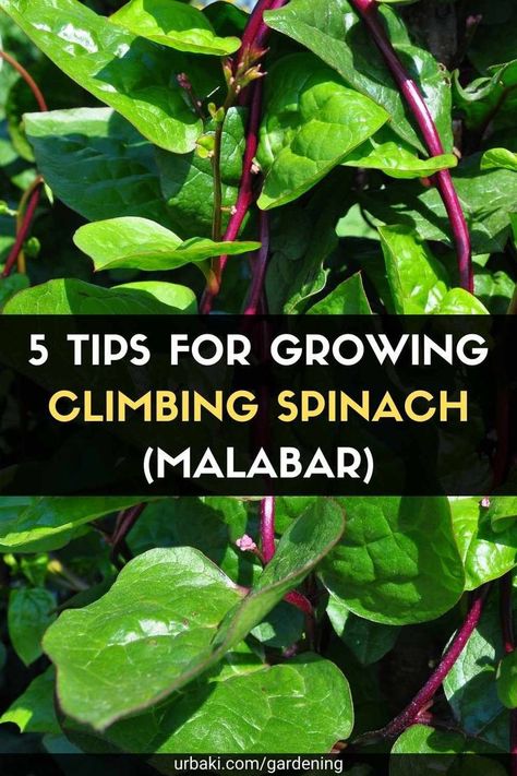 How To Grow Spinach In Containers, Malabar Spinach Plant, Red Malabar Spinach, Malabar Spinach Trellis, Spinach Plant How To Grow, Smoothie Recipes Spinach, Pasta Recipes Spinach, Salad Recipes Spinach, Spinach Plant