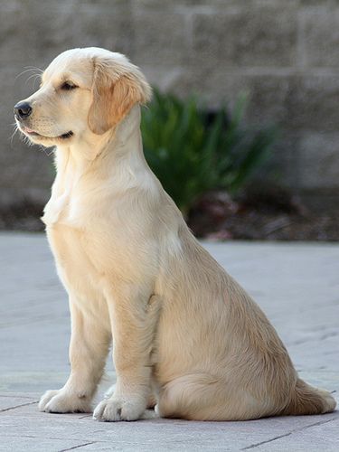 Golden puppy. This puppy looks exactly to a tee like our pup Hattrick @ 13 weeks old. He's my bundle of joy. Chien Golden Retriever, Positive Dog Training, Golden Retriever Mix, Golden Puppy, Golden Retriever Puppy, Retriever Puppy, Retriever Dog, Animal Tattoos, Newfoundland