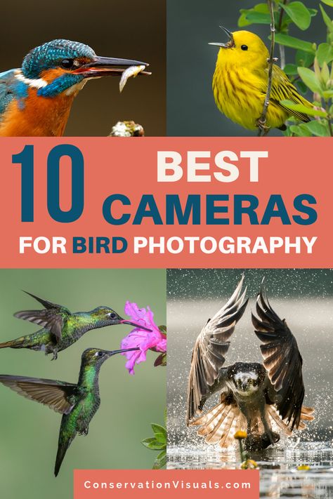 Capture those award-winner shots of wild birds with the best cameras for bird photography! Whether you're a beginner or a pro, we've got you covered with our recommendations and reviews. Discover the top camera options, learn what to look for when shopping, and find your perfect gear for nature and wildlife photography. Don't miss out on capturing those amazing moments! Nikon Camera Tips, Wildlife Photography Tips, Nikon Lenses, Best Cameras, Insect Photography, Camera Tips, Nikon Camera, Nature And Wildlife, Autumn Crafts