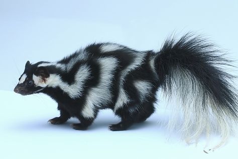 A Western Spotted Skunk on a white background as part of a photography class with the Art Institute at the Arizona Sonora Desert Museum in Tucson, Arizona in the Sonoran Desert.  Western Spotted Skunks are small solitary nocturnal omnivores that live in burrows.  More in PhotoStream and/or ASDM album. Spotted Skunk, Cute Skunk, Sonora Desert, Sonoran Desert, Photography Classes, Tucson Arizona, Tucson, Mammals, Short Hair