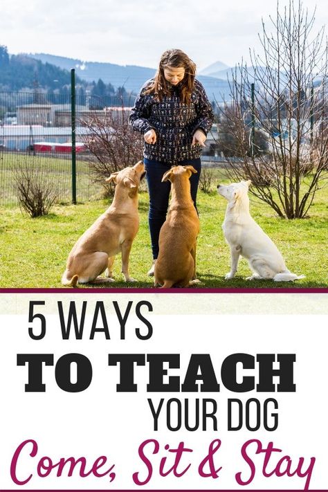 Dog Bad, Dog Commands, Dog Behavior Problems, Basic Dog Training, House Training Dogs, Dog Training Advice, Dog Training Techniques, Best Dog Training, Train Your Dog