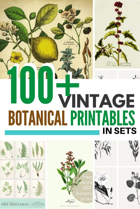 Free Printable Botanicals| Print your own wall decor! These beautiful vintage botanical prints fit perfectly with farmhouse or vintage style decor and are easy to download and print on your home printer. It's a quick and easy wall art solution! Choose from many amazing sets. #printables #wallart #botanicals #harbourbreezehome Botanical Prints Free, Botanical Printables, Farmhouse Prints, Farmhouse Printables, Simple Wall Art, Vintage Style Decorating, Free Printable Art, Botanical Art Prints, Vintage Botanical Prints