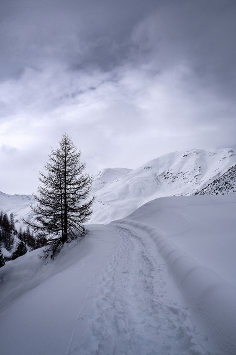 green pine tree on snow covered mountain during daytime photo – Free Plant Image on Unsplash Snowing Aesthetic Wallpaper, Snow Wallpaper Iphone, Iphone Wallpaper Winter, Qhd Wallpaper, Winter Nature, Best Iphone Wallpapers, Winter Wallpaper, Winter Scenery, Wallpaper Free Download