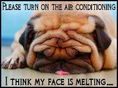 Weather, It's NOT Just a Conversation Filler! : It's So Hot It's Melting! Summer Heat Memes Summer Heat Humor, Hot Weather Humor, It's So Hot, Hot Outside, Grey Anatomy Quotes, Funny Animal Photos, A Pug, Cute Pugs, Pug Love