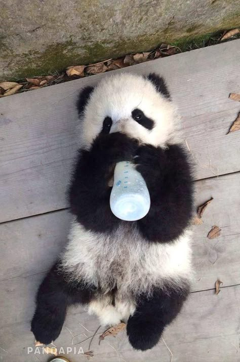 Panda Panda Aesthetic, Panda Day, Cute Pandas, Panda Cute, Baby Panda Bears, Tattoo Nature, Baby Animal Videos, Panda Baby