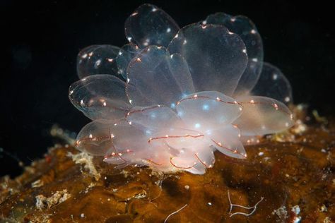 🌊 Butterfly nudibranche | Cyerce elegans Cool Fish, Deep Sea Creatures, Sea Snail, Beautiful Sea Creatures, Sea Slug, Ocean Fishing, Underwater Creatures, Nature Posters, Celestial Art