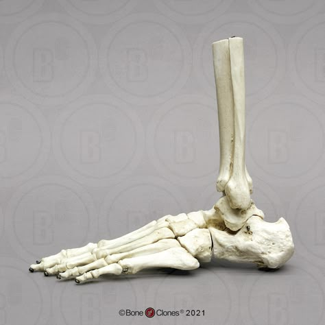 Leg Bones Anatomy, Animal Bones Reference, Bone Structure Anatomy Drawings, Bone Formation, Human Bone Structure, Structure Of Bone, Knee Bones, Female Skeleton, Foot Anatomy