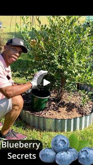 Propagating Blueberry Bushes, Berry Garden Layout, Planting Blueberry Bushes, Tree Orchard, Blueberry Gardening, Blueberry Bush, Texas Garden, Growing Blueberries, Edible Gardens